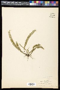 Asplenium parvulum image