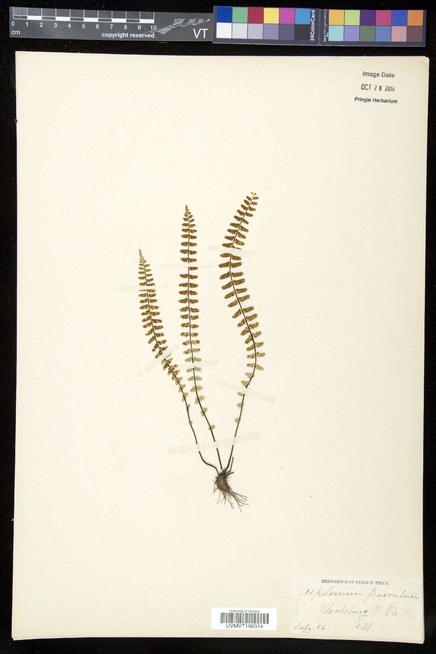 Asplenium parvulum image