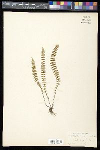 Asplenium parvulum image