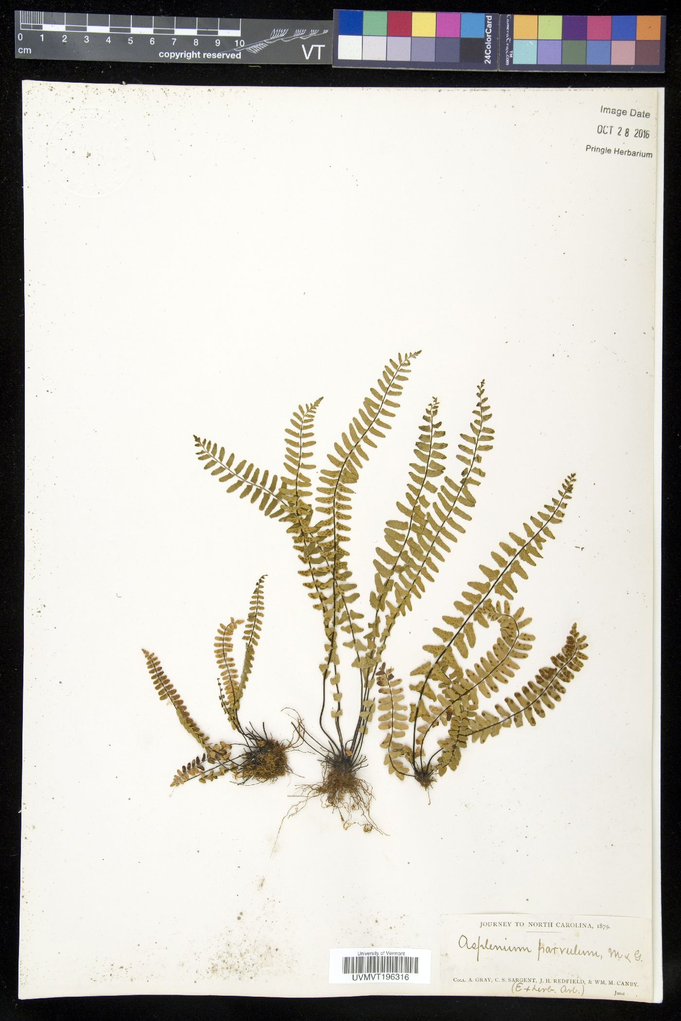 Asplenium parvulum image