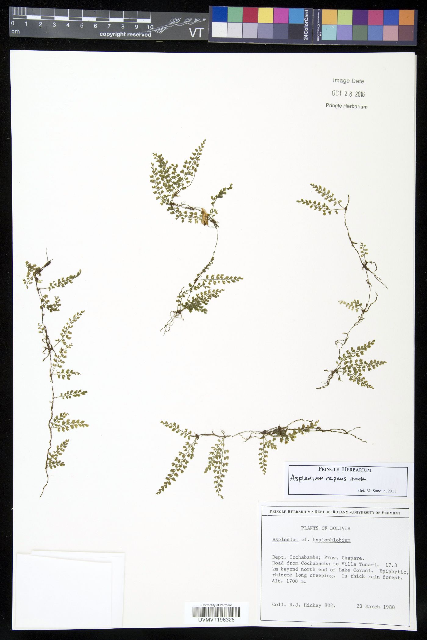 Asplenium repens image