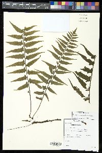 Asplenium repandulum image