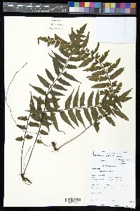 Asplenium repandulum image