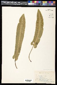 Asplenium scolopendrium image