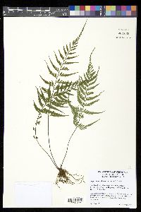 Asplenium sphaerosporum image