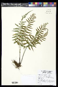 Asplenium sphaerosporum image