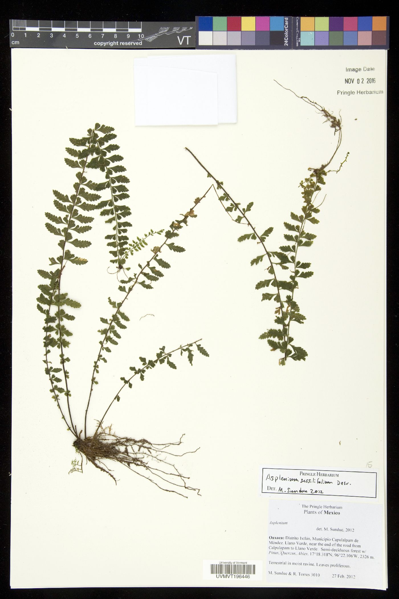 Asplenium sessilifolium image