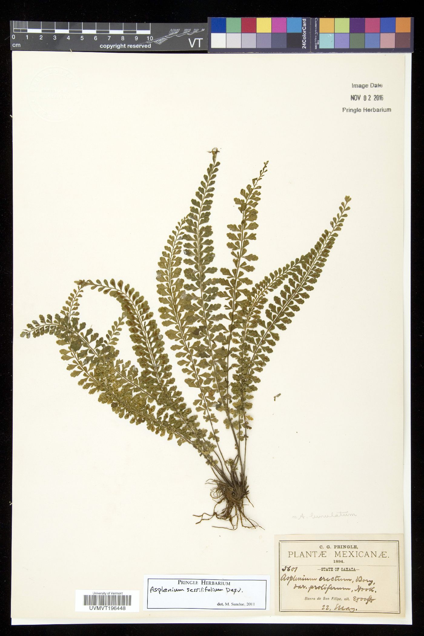 Asplenium sessilifolium image