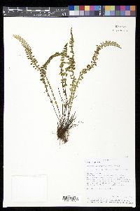 Asplenium triphyllum image