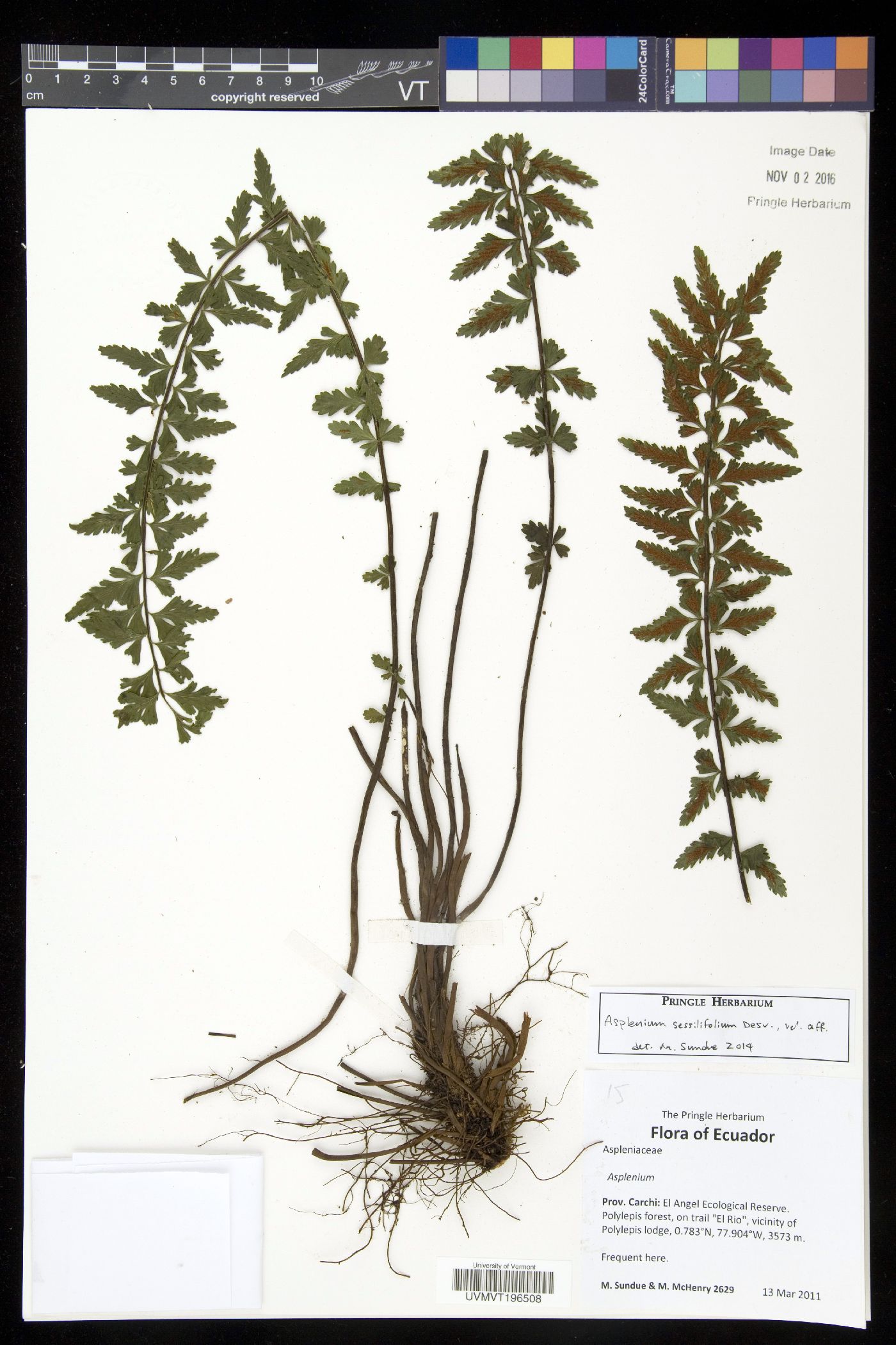Asplenium sessilifolium image