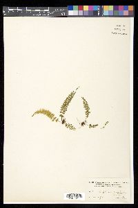 Asplenium triphyllum image