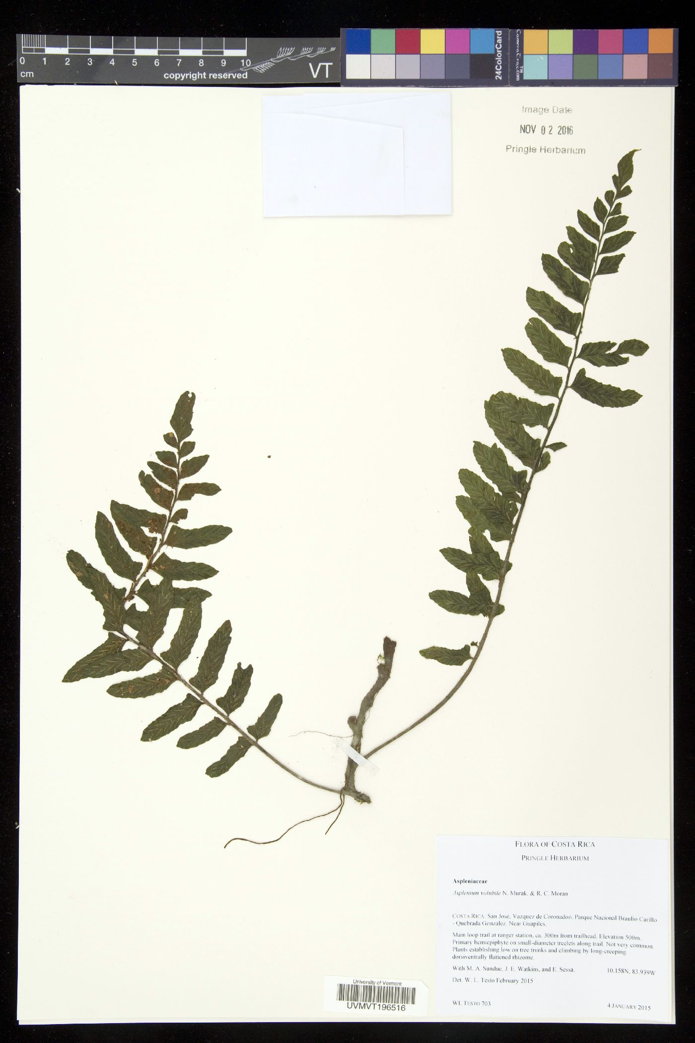 Hymenasplenium volubile image