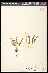 Asplenium viride image