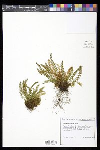 Asplenium viride image