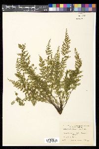 Asplenium myriophyllum image