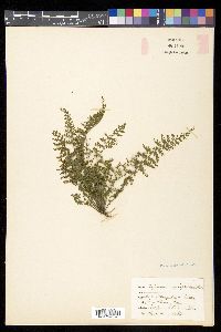Asplenium myriophyllum image