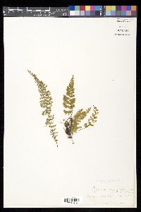 Asplenium myriophyllum image