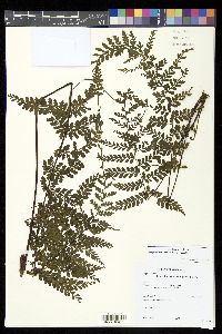 Asplenium uniseriale image