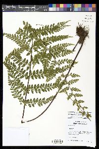 Asplenium uniseriale image