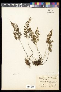 Asplenium adiantum-nigrum image