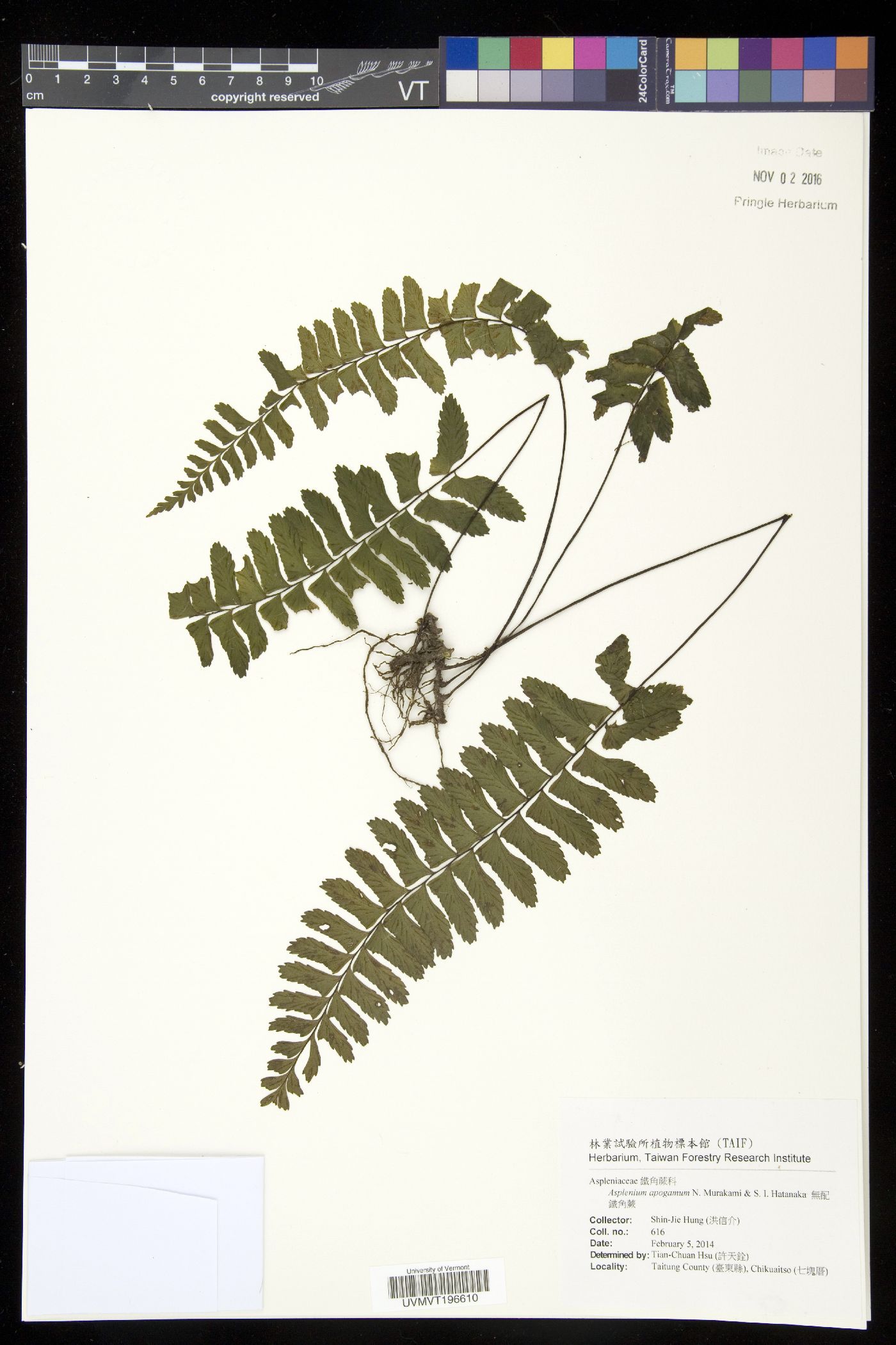 Hymenasplenium apogamum image