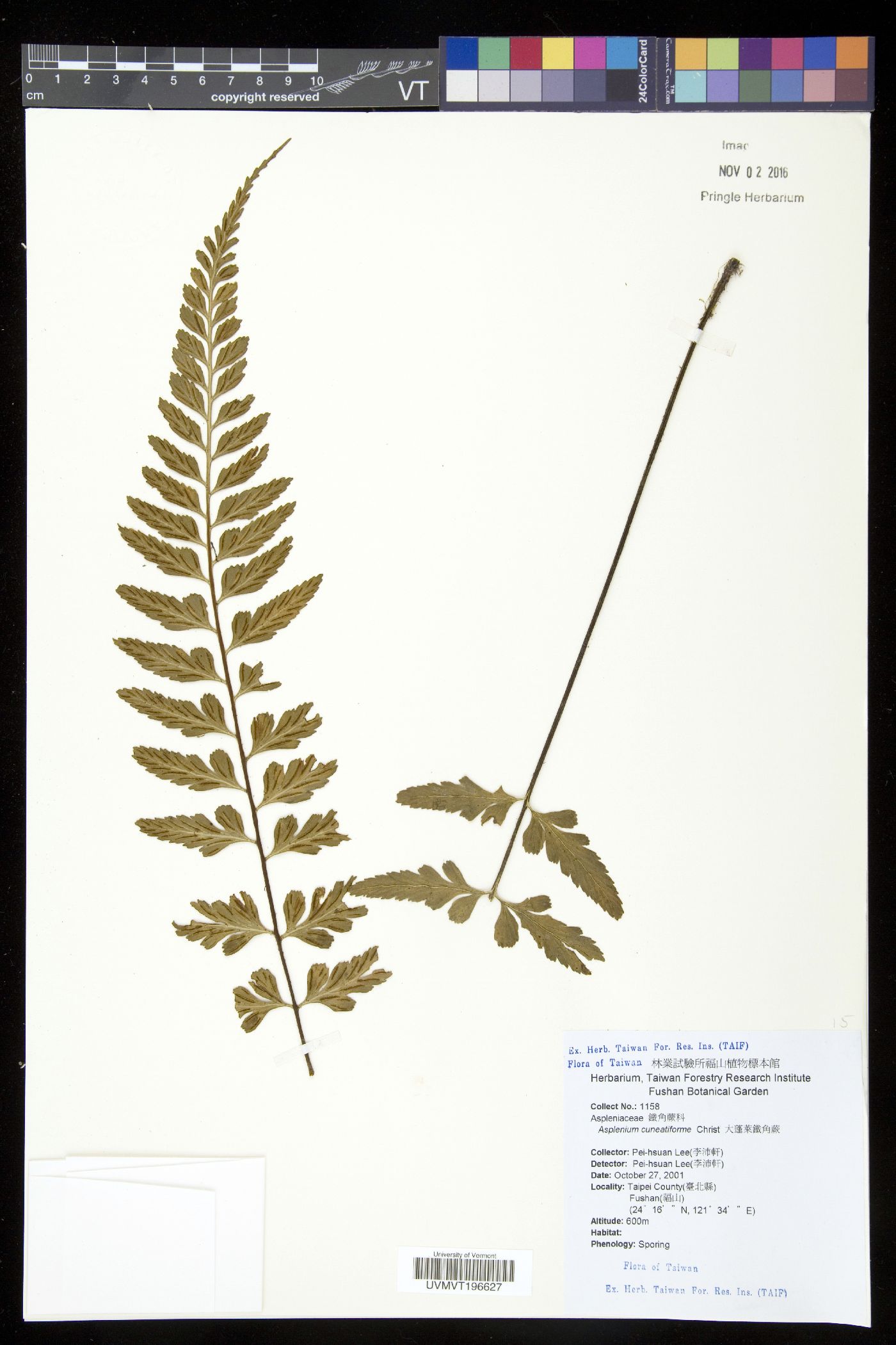 Asplenium cuneatiforme image