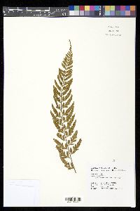 Asplenium cuneatiforme image