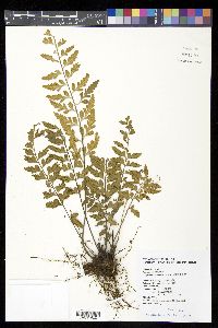 Asplenium cuneatiforme image