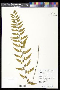 Asplenium cuneatiforme image