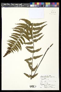 Asplenium crinicaule image