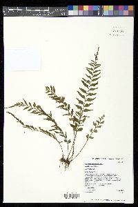 Asplenium contiguum var. hirtulum image