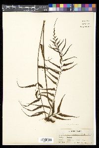 Asplenium lepturus image