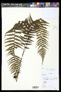 Asplenium caudatum image