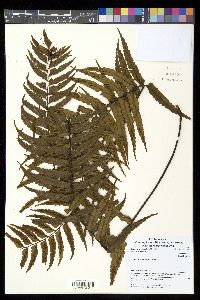 Asplenium caudatum image