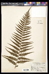 Asplenium caudatum image