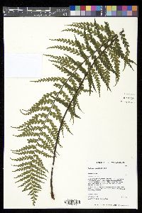 Asplenium caudatum image