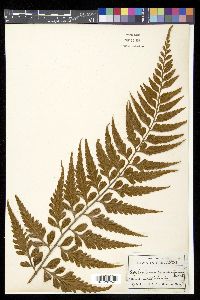 Asplenium caudatum image