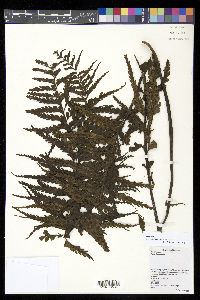 Asplenium caudatum image