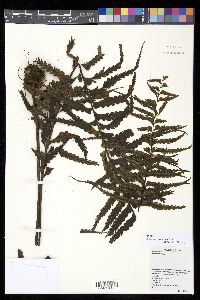 Asplenium caudatum image