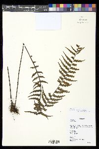 Asplenium caudatum image