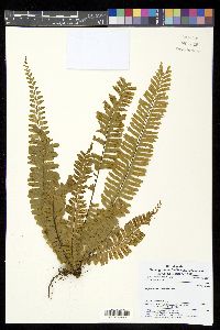 Asplenium borneense image