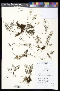 Asplenium bipinnatifidum image