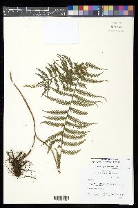 Asplenium thunbergii image