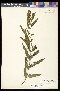 Asplenium ensiforme image