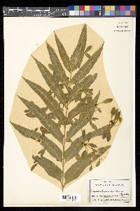 Asplenium enatum image