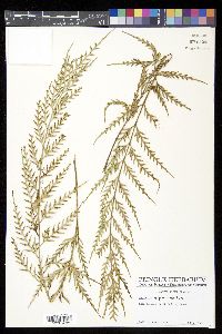 Asplenium flaccidum image