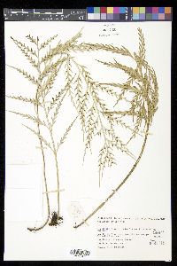 Asplenium flaccidum image