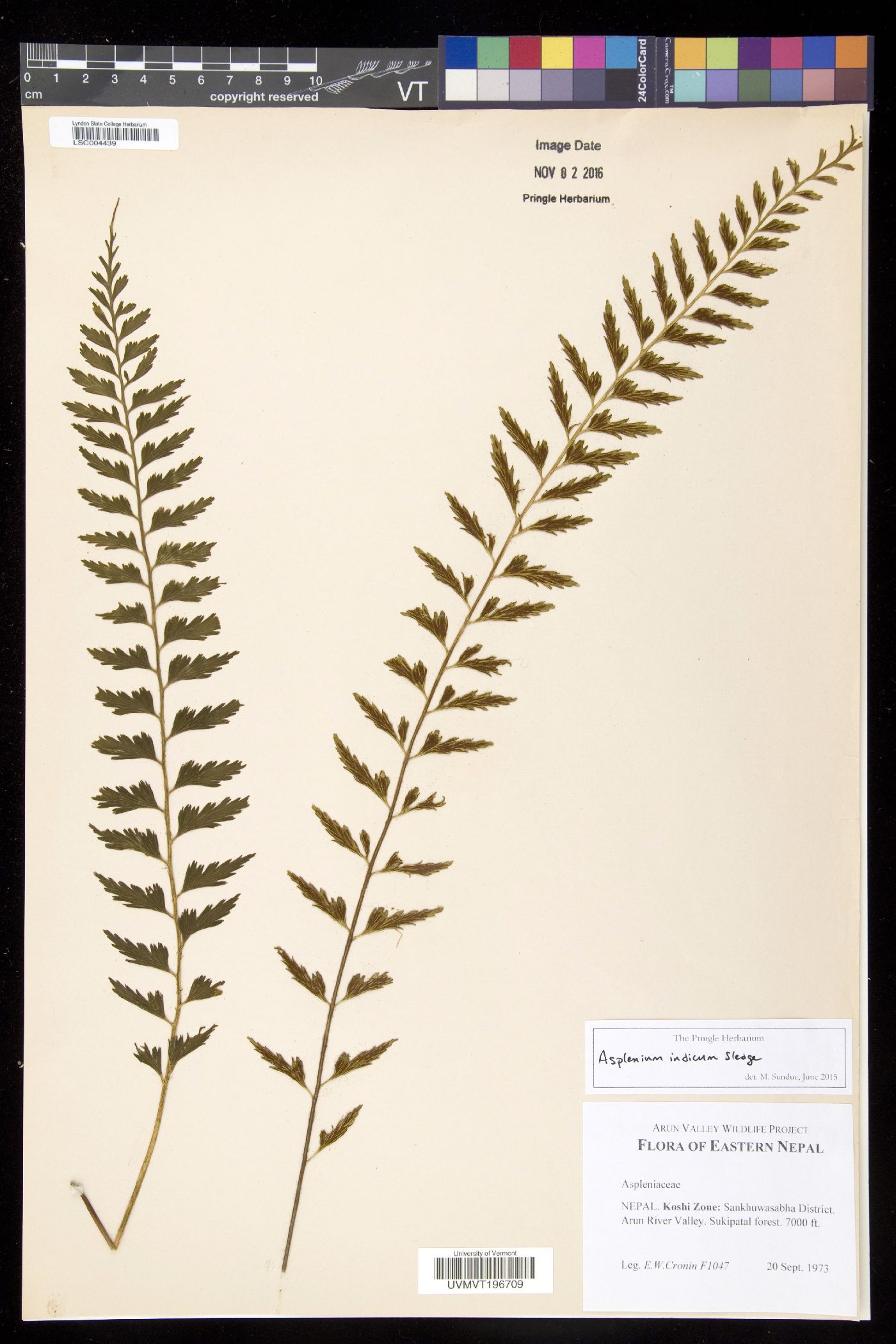 Asplenium yoshinagae subsp. indicum image