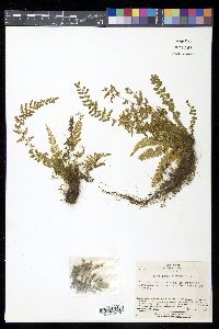 Asplenium incisum image