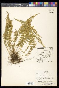 Asplenium incisum image